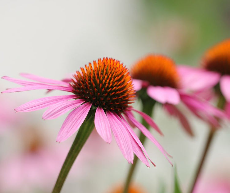 echinacea eli punahattu